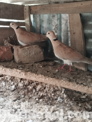 ঘুঘু পাখি